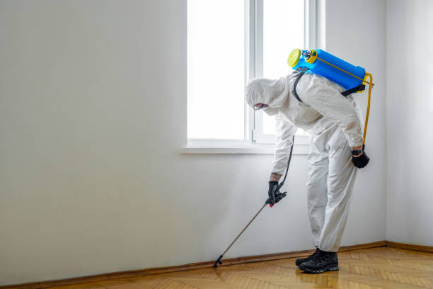 Best Mosquito Control Services  in Island Walk, FL